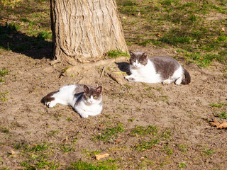 Two black and white domestic cats sunbathing and watching us near a large tree in a spring park. Resting domestic cats outdoor.