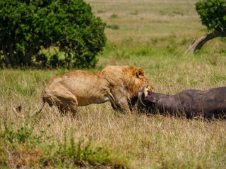 East african lion protecting his cape buffalo prey