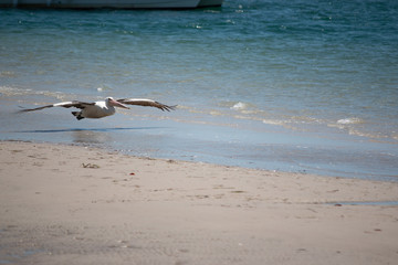 pelican flying big wings