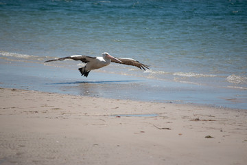 Fototapeta na wymiar flying pelican on the beach in Australia Gold Coast