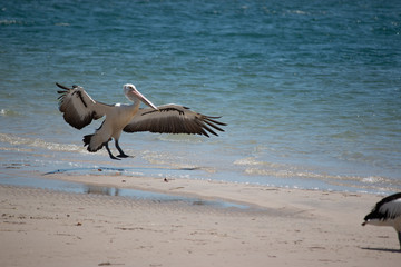 Fototapeta na wymiar pelican flying on the beach in tropical summer beauty in nature