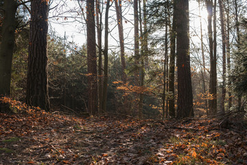 ground in a forest