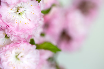 Beautiful almond blossoms - close up