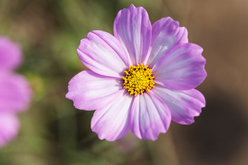 Close up pink cosmos flowers in the garden
