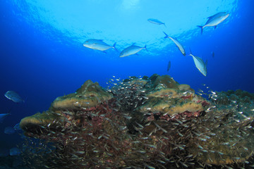 Fototapeta na wymiar Coral reef and fish in Thailand 