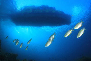 Fototapeta na wymiar Below a scuba diving boat 