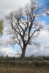 einzelner Laub-Baum