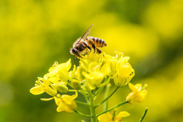 Honey bee collecting pollen on canola flower