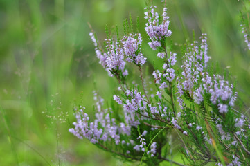 Blooming heather plant flowers in forest close up shot on green foliage background