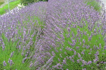 Obraz premium Lavendel