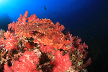 Fototapeta na wymiar Scorpionfish fish 
