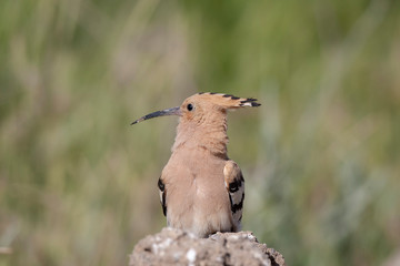Eurasian Hoopoe bird