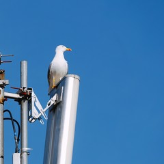 seagull in the city