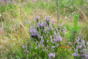 Blooming heather plant flowers in forest close up shot on green foliage background