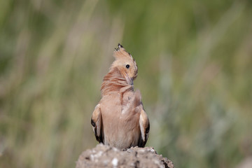 Eurasian Hoopoe bird