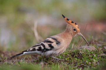 Eurasian Hoopoe bird