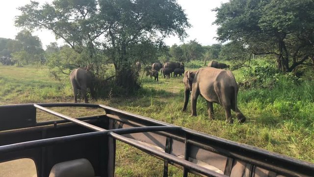 Wild elephants eating grass, Hurulu Eco Park, Sri Lanka.Hurulu Eco Park is a huge area of forest, grassland and lagoons.Its home to wildlife such as leopards, elephants and crocodiles.