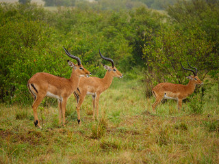 Naklejka premium Generuks in Masai Mara park, Kenya