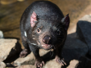 Closeup portrait of the Tasmanian devil (Sarcophilus harrisii) looking at the camera