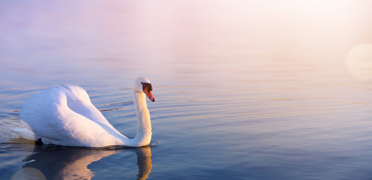 White Swan In The Spring Lake