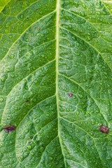 green plant leaves in the garden