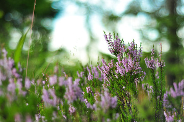 Blooming heather plant flowers in forest close up shot on green foliage background