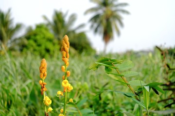 Yellow golden bush flower blossom in a jungle with blurred wild grass field and coconut trees background 