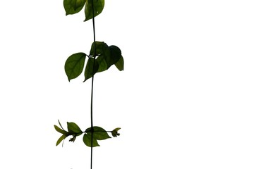 A twig of tropical plant leaves with branches on white isolated background for green foliage backdrop 