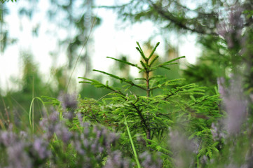 Fototapeta premium Young fir trees in forest surrounded by blooming heather