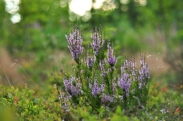 Blooming heather plant flowers in forest close up shot on green foliage background