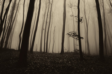 dark gloomy forest landscape, scary woods scenery with dark trees in fog