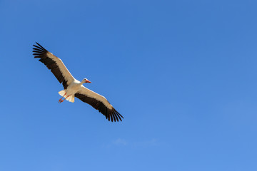 stork with spread wings against blue sky with copy-space