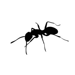 vector, isolated, ant silhouette black