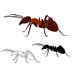 ant, insect, silhouette and sketch isolated, vector