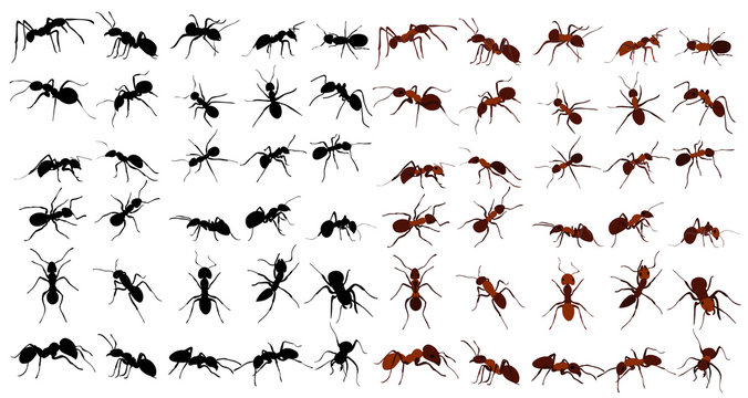 set of ant