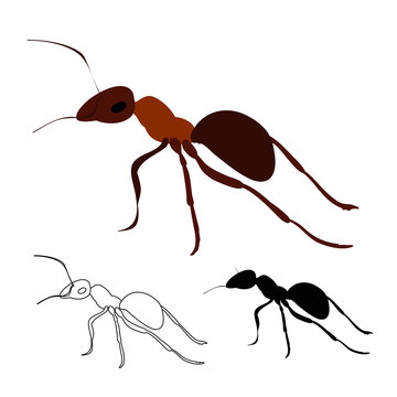 isolated, ant, insect, icon, silhouette