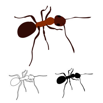 ant, insect, silhouette and sketch