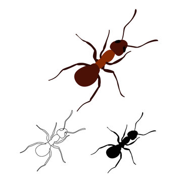 ant, insect, icon, silhouette