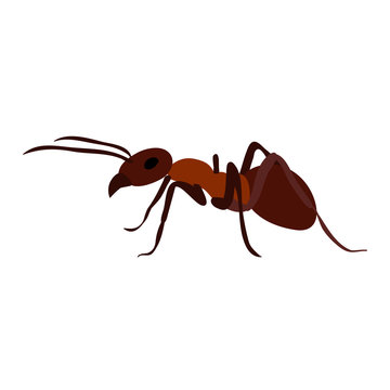 isolated, ant, insect, icon