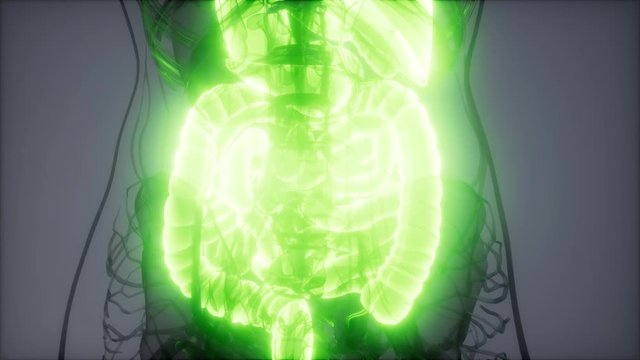 3d illustration of human digestive system parts and functions