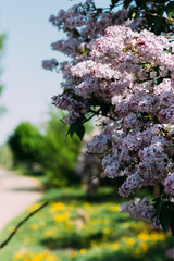 bush, wind with violet violet, growing on the street, road, village.purple lilac