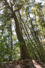 trees in the forest