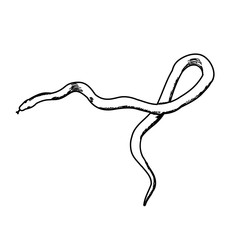 snake sketch isolated