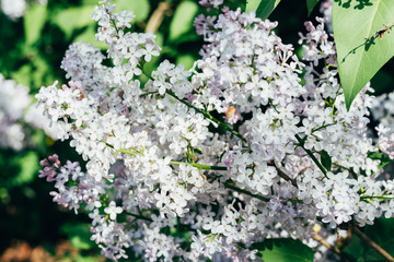 bush, wind with violet violet, growing on the street, road, village.purple and white lilac