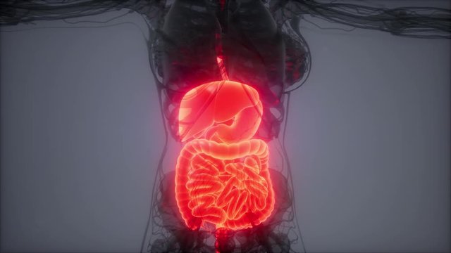 3d illustration of human digestive system parts and functions