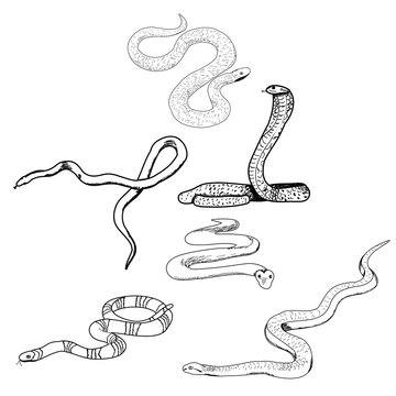 sketch, lines, snake, set