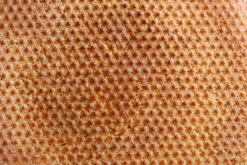 Bread texture with a lot of dots (after cooking on the baking tray). Perfect for background and design.