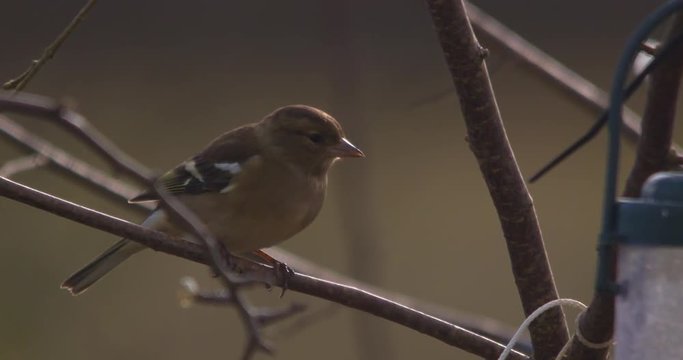 Chaffinch bird perched on tree branch slow motion