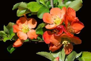 Blooming japonica, or Japan quince. This is a small genus of deciduous or evergreen shrubs or low trees of the rose family, decorative and fruit culture.
