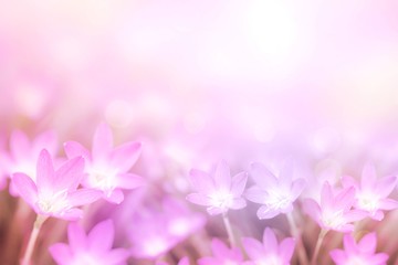 Fototapeta na wymiar pink flower rain lily in pastel purple tone with bokeh background copy space 